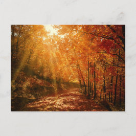 Herbst Orange Brown Trees Forest Nature Fotografy Postkarte