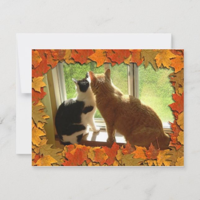 Herbst Orange Tabby Katzen (Vorderseite)