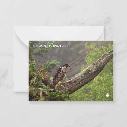 Herbst - Peregrine Falcon Mitteilungskarte (Vorderseite)