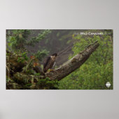 Herbst - Peregrine Falcon Poster (Vorne)