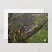 Herbst - Peregrine Falcon Postkarte (Vorne/Hinten)