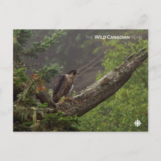 Herbst - Peregrine Falcon Postkarte (Vorderseite)