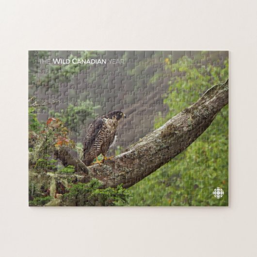 Herbst - Peregrine Falcon Puzzle (Horizontal)