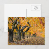 Herbst Postkarte (Vorne/Hinten)