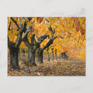 Herbst Postkarte