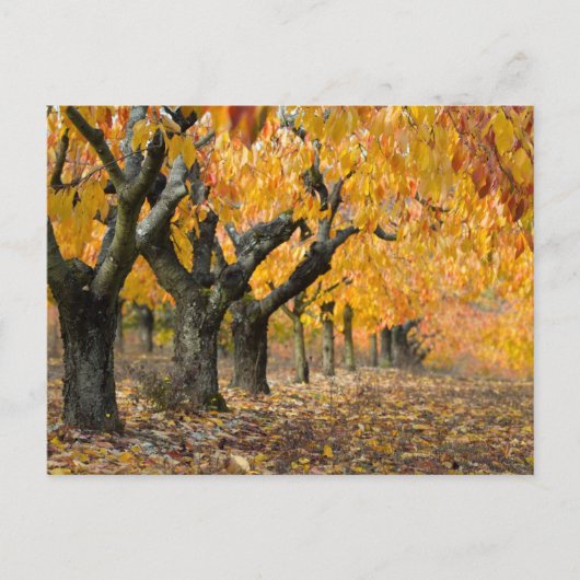 Herbst Postkarte (Vorderseite)