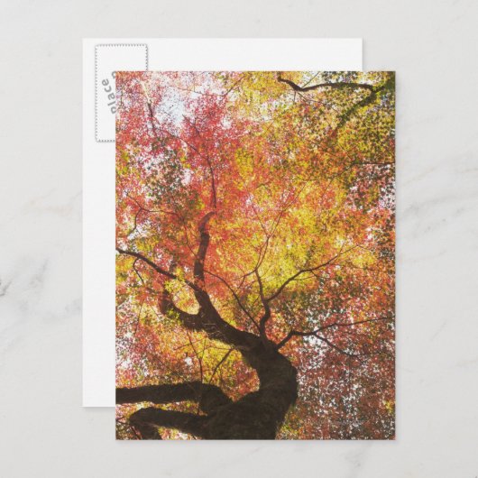 Herbst Postkarte (Vorne/Hinten)