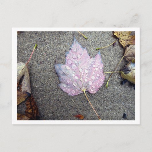 Herbst Postkarte (Vorderseite)