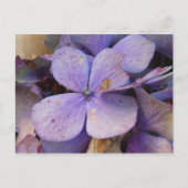 Herbst - Postkarte (Hortensia) (Vorderseite)