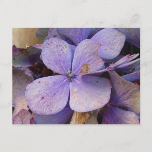 Herbst - Postkarte (Hortensia) (Vorderseite)