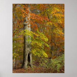 Herbst-Pracht Poster