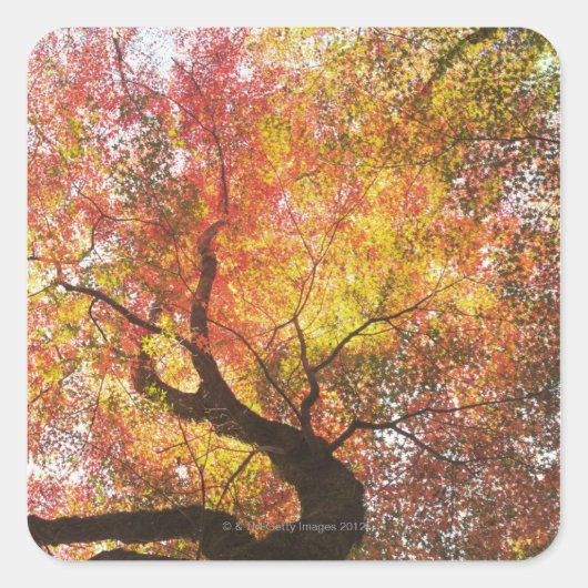 Herbst Quadratischer Aufkleber (Vorderseite)