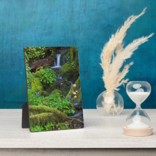 Herbst-Regenwald   Olympic-Nationalpark Fotoplatte