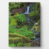 Herbst-Regenwald | Olympischer Nationalpark Fotoplatte (Vorderseite)