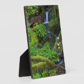 Herbst-Regenwald | Olympischer Nationalpark Fotoplatte (Seite)