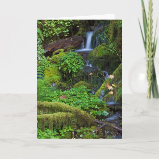 Herbst-Regenwald | Olympischer Nationalpark Karte (Vorderseite)