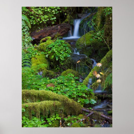 Herbst-Regenwald | Olympischer Nationalpark Poster (Vorne)