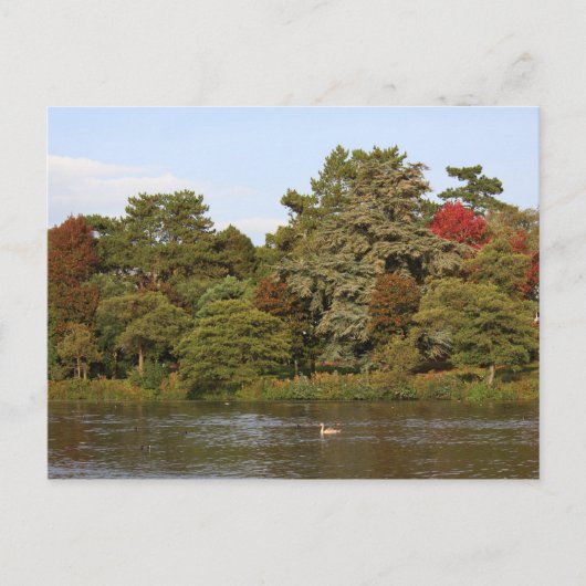 Herbst, Roath Park Lake, Cardiff Postkarte (Vorderseite)