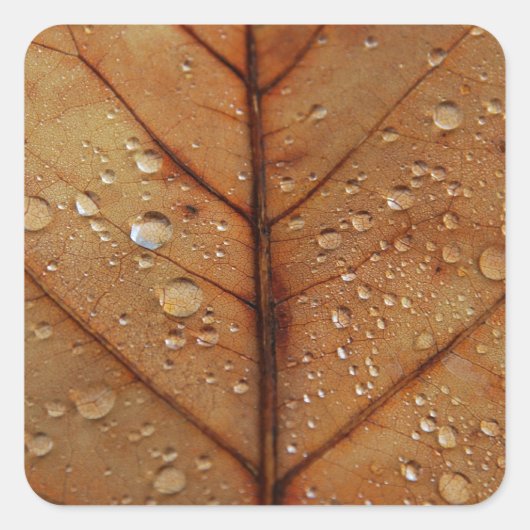 Herbst-Sticker Quadratischer Aufkleber (Vorderseite)