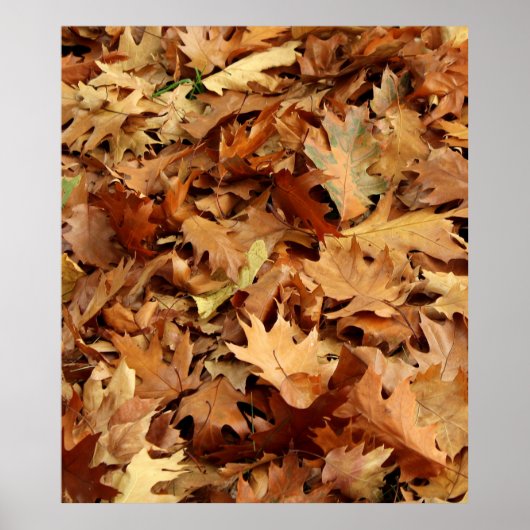 Herbst, trockene Blätter Poster (Vorne)