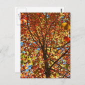 Herbst verlässt Fireworks Postkarte (Vorne/Hinten)