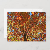 Herbst verlässt Fireworks Postkarte (Vorne/Hinten)