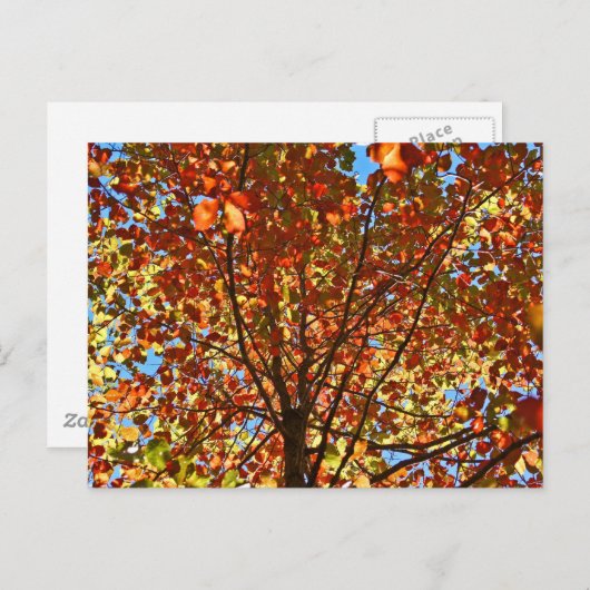 Herbst verlässt Fireworks Postkarte (Vorne/Hinten)