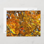 Herbst verlässt Gold Geschenke Apparell Sammlerstü Postkarte (Vorne/Hinten)