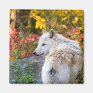 Herbst-Wolf Magnet