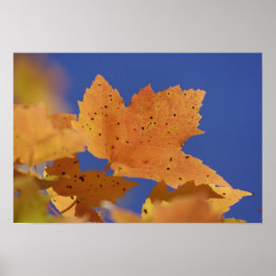 Herbstahornblatt und blauer Himmel, Weiß Poster