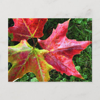 Herbstanken Postkarte