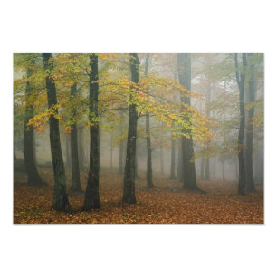 Herbstansicht von nebligem Wald, Grandfather 3 Fotodruck