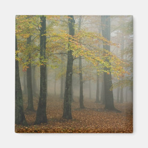 Herbstansicht von nebligem Wald, Grandfather 3 Magnet