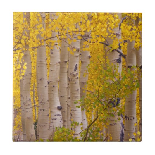 Herbstaspeln am Kebler Pass in Colorado Fliese (Vorderseite)