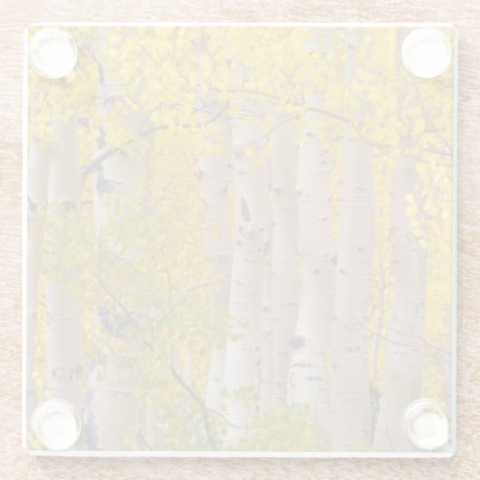 Herbstaspeln am Kebler Pass in Colorado Glasuntersetzer (Rückseite)