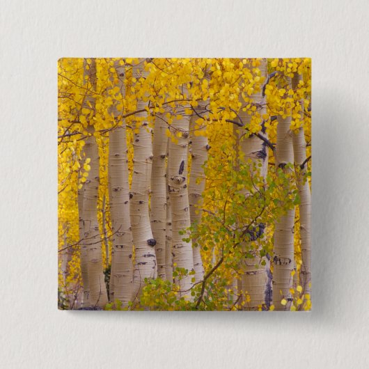 Herbstaspeln im Kebler Pass in Colorado. Button (Vorderseite)