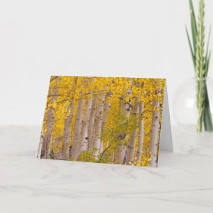 Herbstaspeln im Kebler Pass in Colorado. Karte