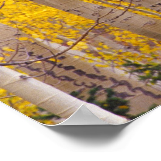 Herbstaspeln im Kebler Pass in Colorado. Poster (Ecke)