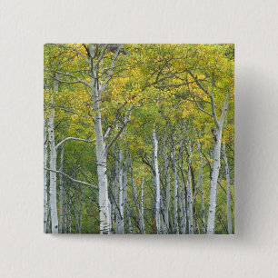 Herbstaspeln in McClure Pass in Colorado. Button