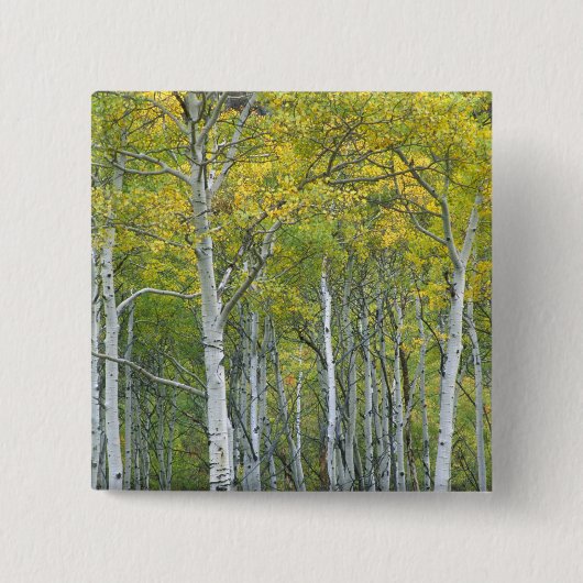 Herbstaspeln in McClure Pass in Colorado. Button (Vorderseite)