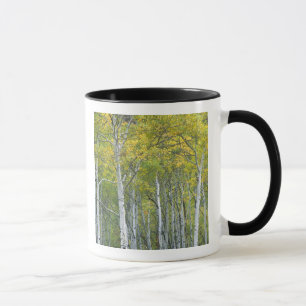 Herbstaspeln in McClure Pass in Colorado. Tasse