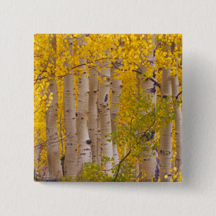 Herbstaspens im Kebler Pass in Colorado. Button