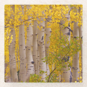 Herbstaspens im Kebler Pass in Colorado Glasuntersetzer