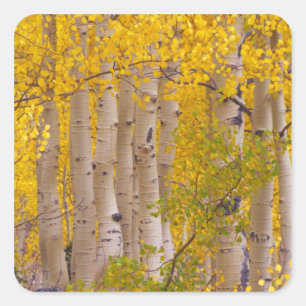 Herbstaspens im Kebler Pass in Colorado. Quadratischer Aufkleber
