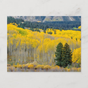 Herbstaspens in der Ruby Range Postkarte