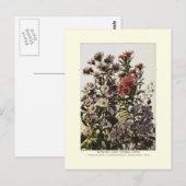 Herbstastern Postkarte (Vorne/Hinten)