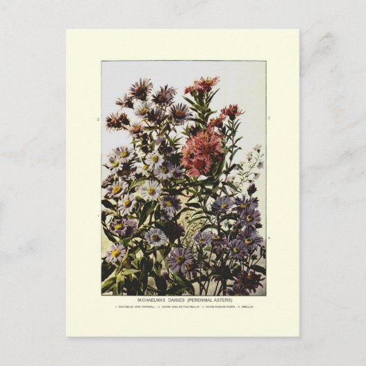 Herbstastern Postkarte (Vorderseite)