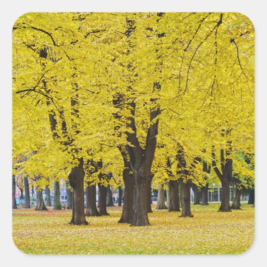 Herbstaufkleber Quadratischer Aufkleber (Vorderseite)