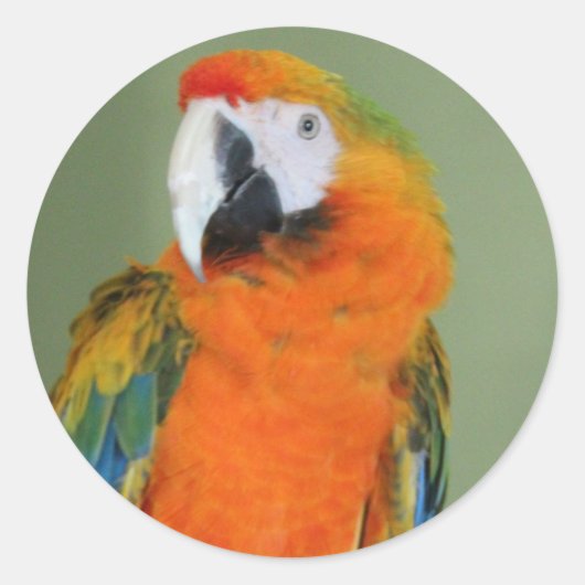 Herbstaufkleber Runder Aufkleber (Vorderseite)