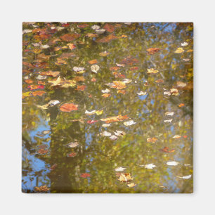 Herbstausstiege und Streams-Reflektion bei Greenbe Magnet